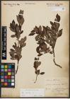 Foto von Salix aurita L.